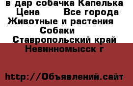 в дар собачка Капелька › Цена ­ 1 - Все города Животные и растения » Собаки   . Ставропольский край,Невинномысск г.